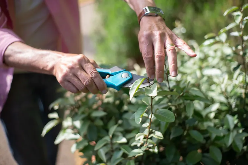 Grünpflege – Heckenschnitt mit der Gartenschere